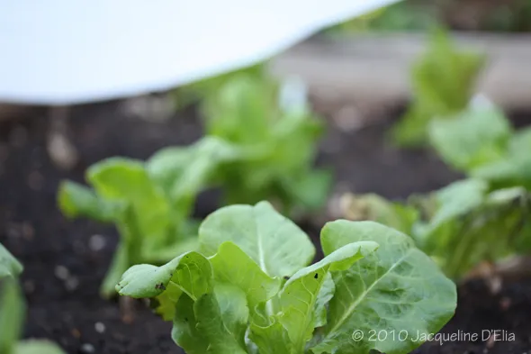 A close up of growing lettuce in a garden.