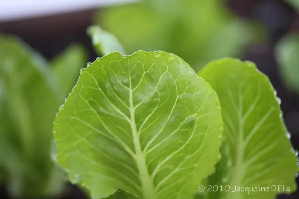 A close up of growing lettuce leaves in a pot.