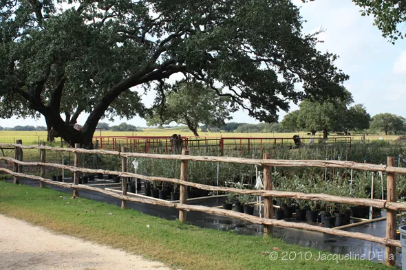 A wooden fence and trees in a field.