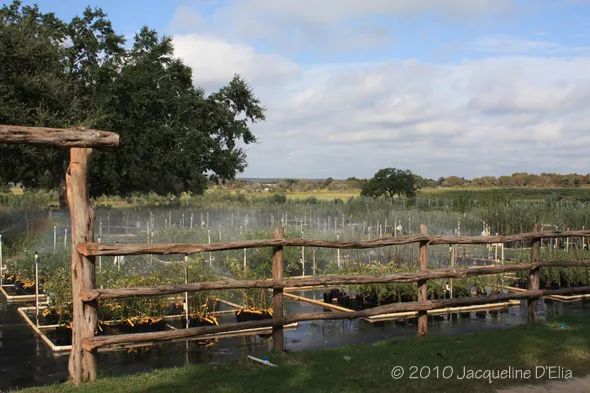 A wooden fence with plants in it.