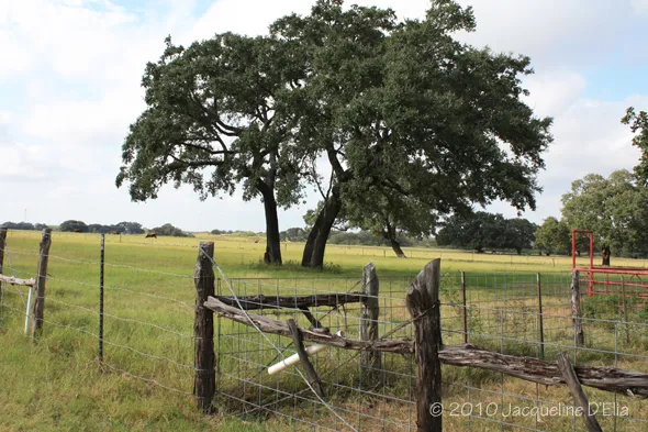 A fence and a tree in a field.