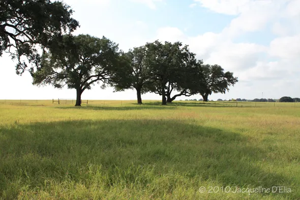 A group of trees in a grassy field.