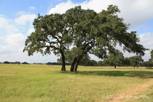 A large tree in the middle of a field.