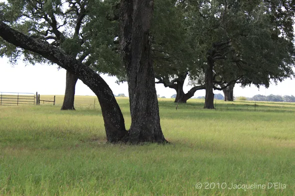 A group of trees in a grassy field.