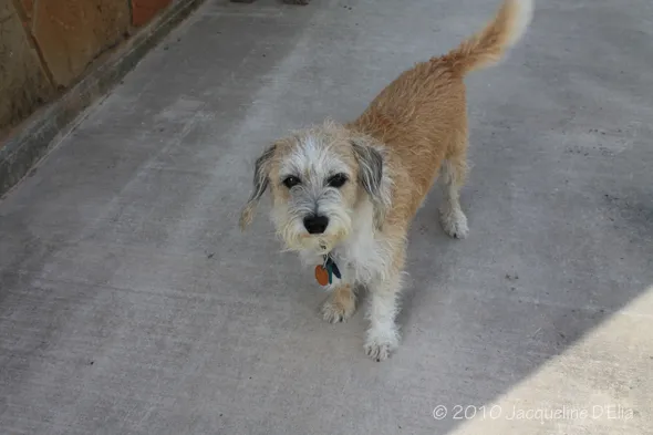 A brown and white dog standing on a concrete floor.