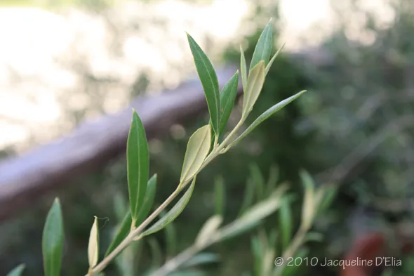 A close up of an olive plant with green leaves.