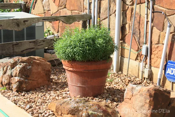 A plant in a pot on a rock.