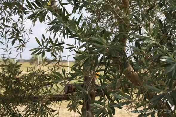 An olive tree in a field with green leaves.