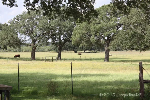 Two cows grazing in a field next to a fence.