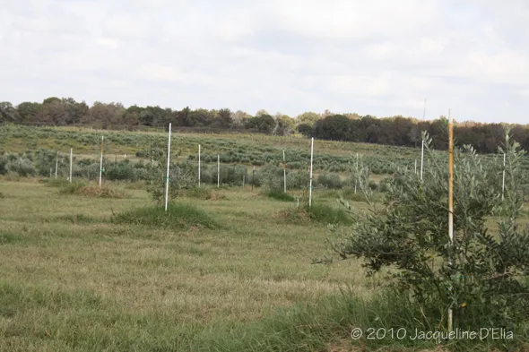 A field with trees in it.