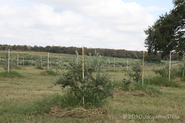 A field with a lot of trees in it.