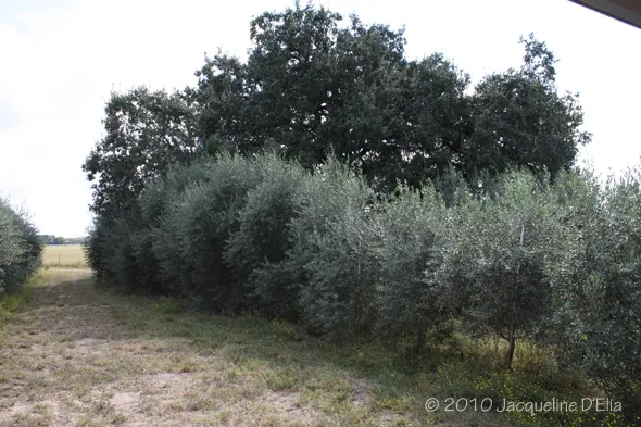 A row of olive trees in a field.