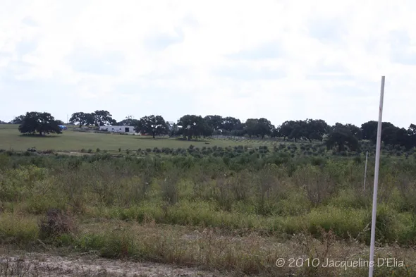 A fire hydrant in the middle of a field.