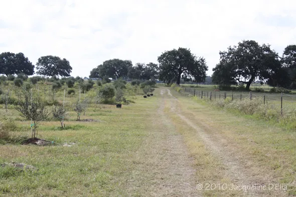 A dirt road leading to an olive grove.