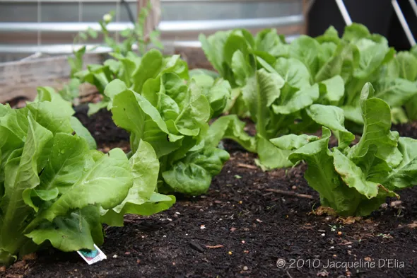 Lettuce garden bed.