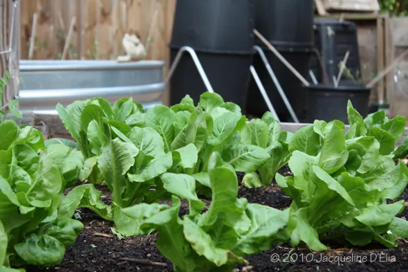Growing lettuce in a garden bed.