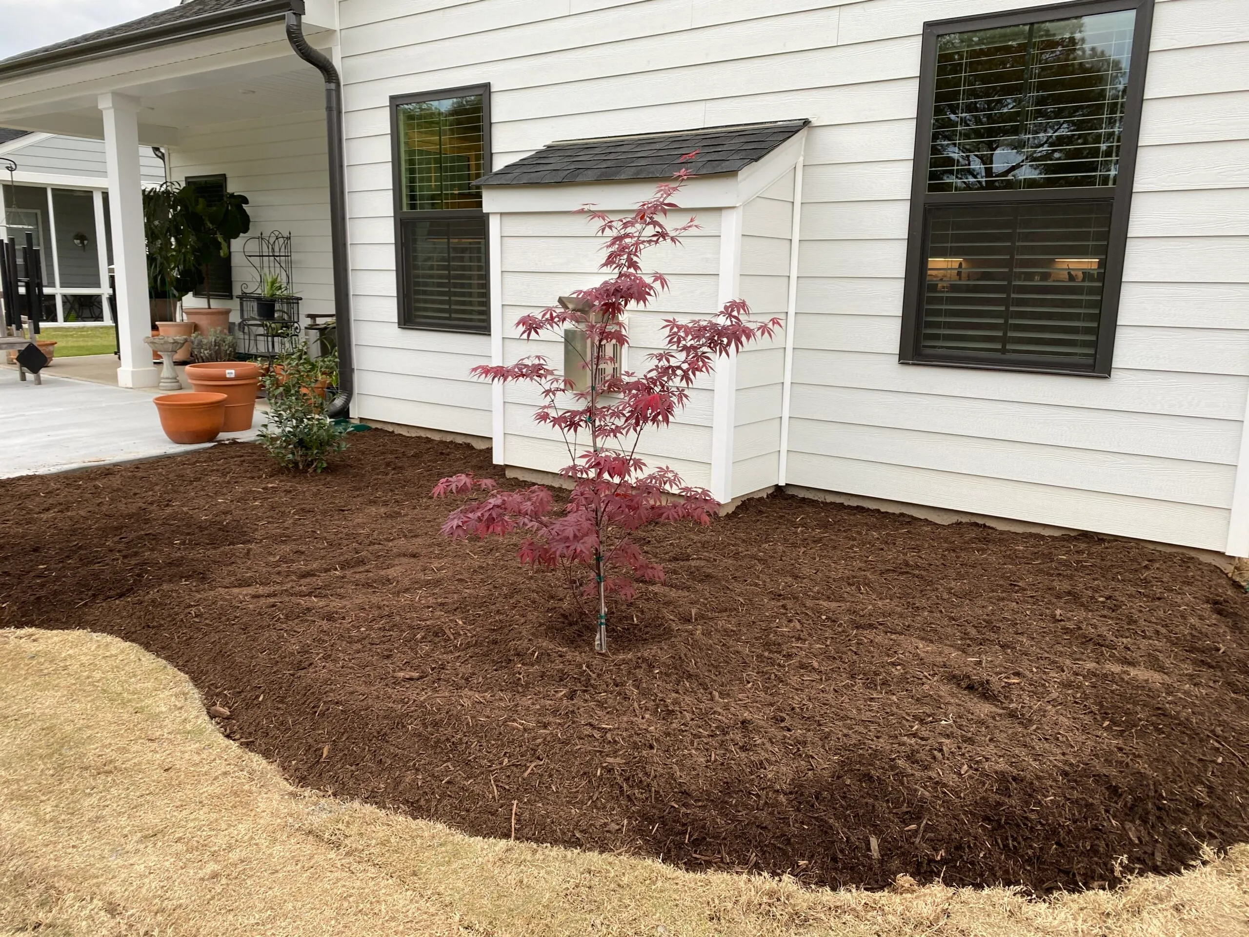 new garden bed against the house with japanese maple planted