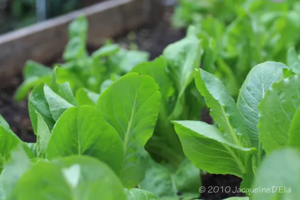 Lettuce growing garden bed.