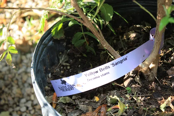 A plant in a pot with a label on it.