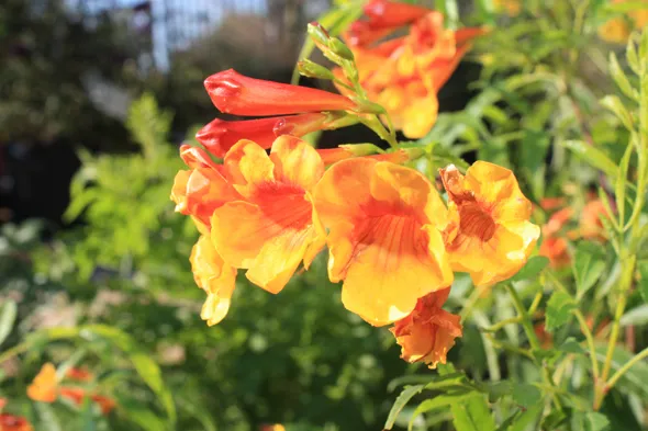 A bunch of orange flowers in a garden.