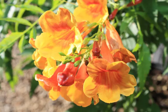 A bunch of orange flowers on a bush.