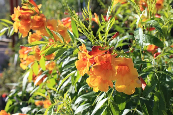 Orange flowers are blooming in a garden.
