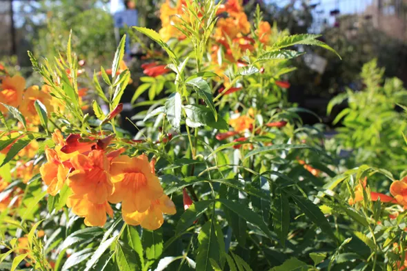 Orange flowers are blooming in a garden.