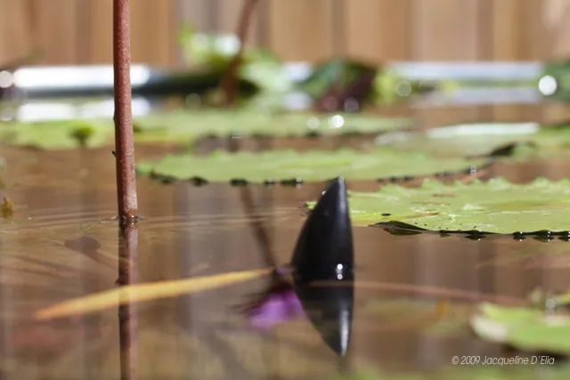 Water lilies in a pond with a stick in the water.