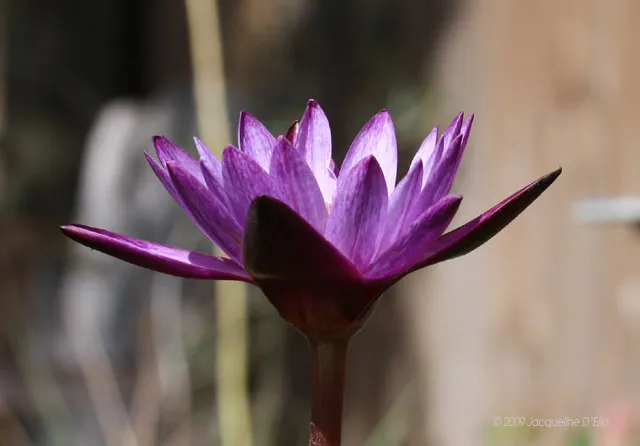 A purple water lily is blooming in front of a wooden fence.