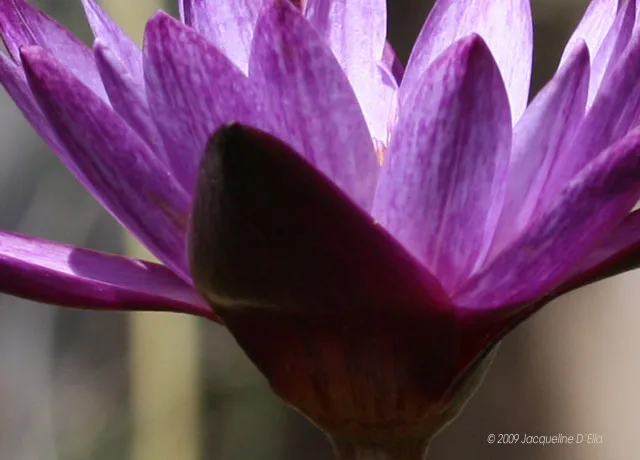 A purple lotus flower is shown in the sunlight.