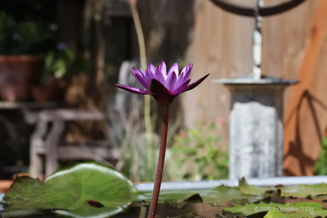 A purple water lily in a pond.