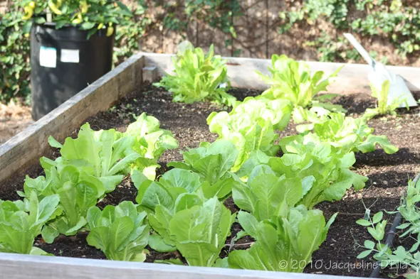 Lettuce growing in a garden bed.