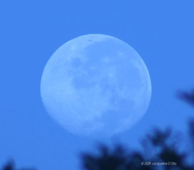 The moon is seen through the trees in a blue sky.