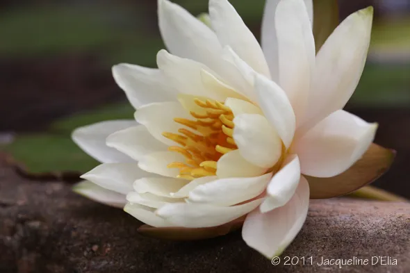 A white water lily sits on top of a log.