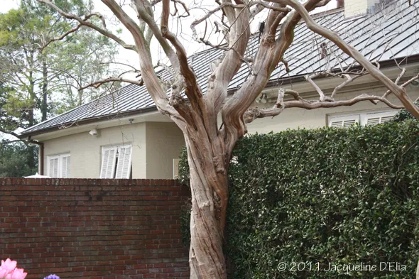 A tree in the middle of a yard.