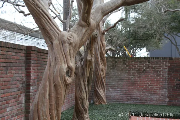 A brick wall is behind the trees.