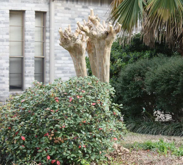 A tree in front of a building.