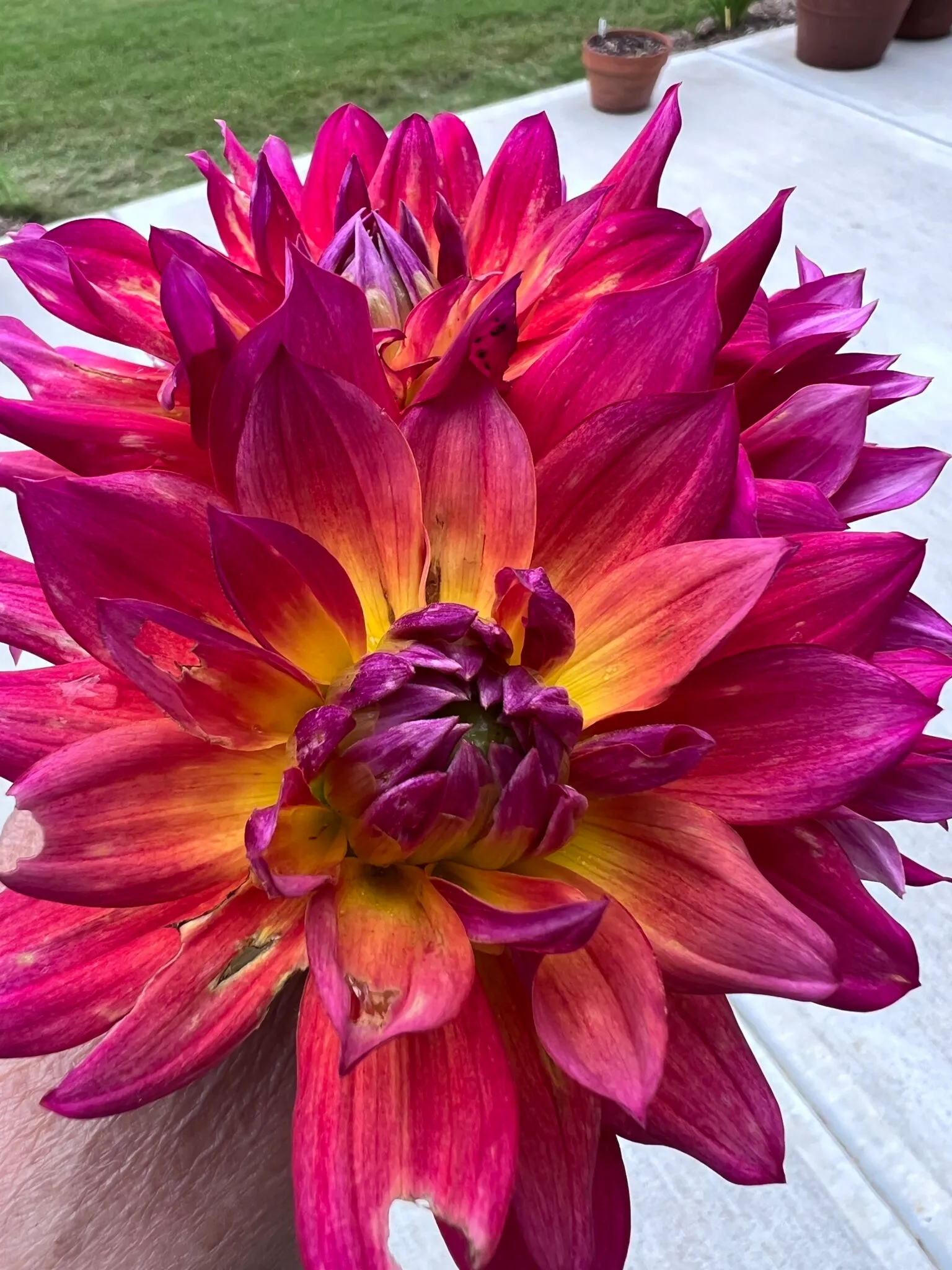 Dahlia 'Firepot' in bloom