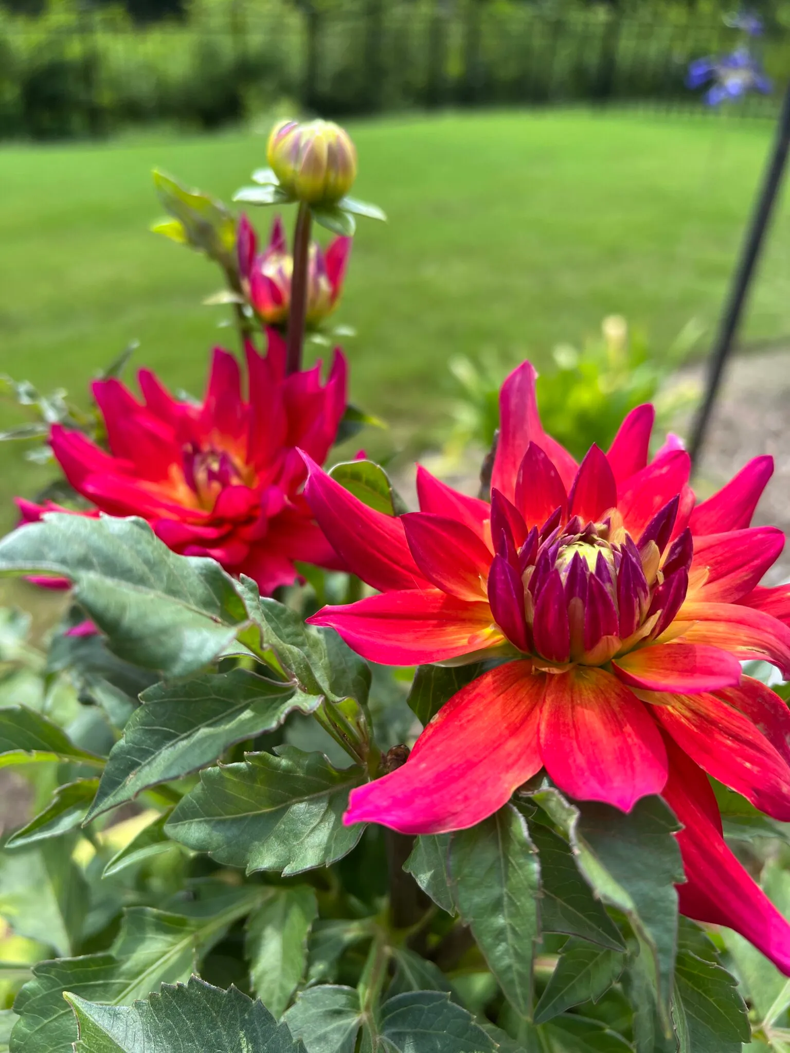 Dahlia 'Firepot' in bloom