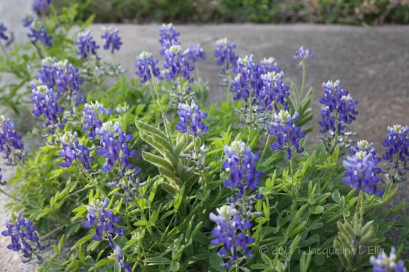 Bluebonnets blooming on the corner in west Houston