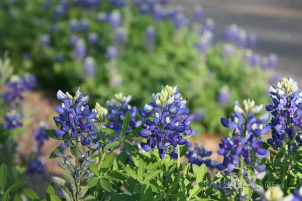 Bluebonnets blooming on the corner in west Houston