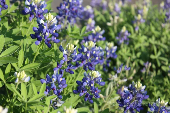 Texas bluebonnets blooming in a field.
