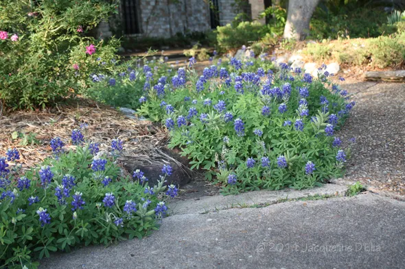 Bluebonnets on the driveway