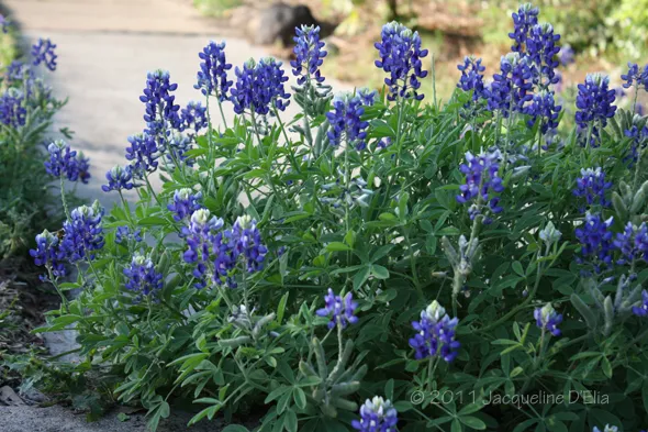 A bunch of blue flowers are growing in a garden.
