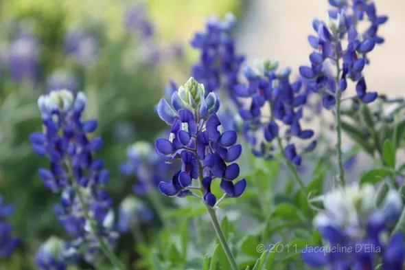 Bluebonnets blooming on the corner in west Houston