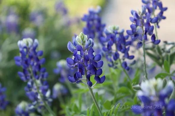 Texas bluebonnets blooming in a garden.