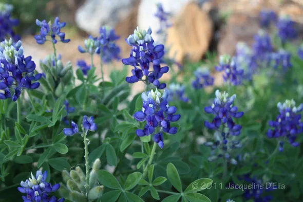 Seed pods on Bluebonnets