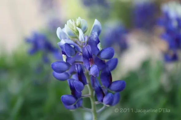 Bluebonnet flower