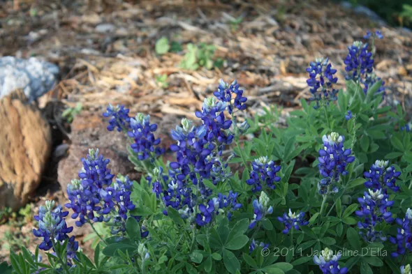 bluebonnets on the sidewalk