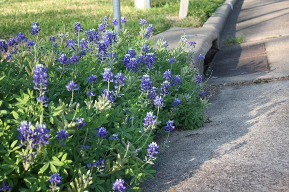 bluebonnets lining the curb